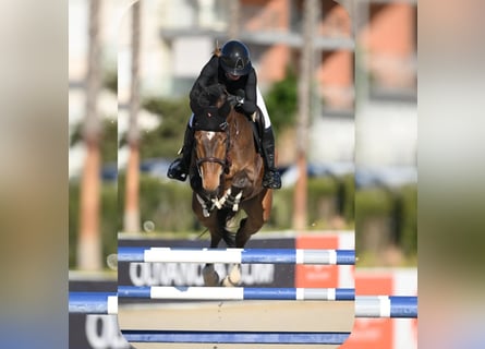 Duits sportpaard, Ruin, 7 Jaar, Bruin