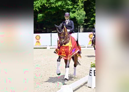 Duits sportpaard, Ruin, 8 Jaar, 169 cm, Bruin