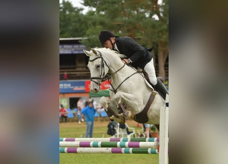 Duits sportpaard, Ruin, 8 Jaar, 170 cm, Schimmel
