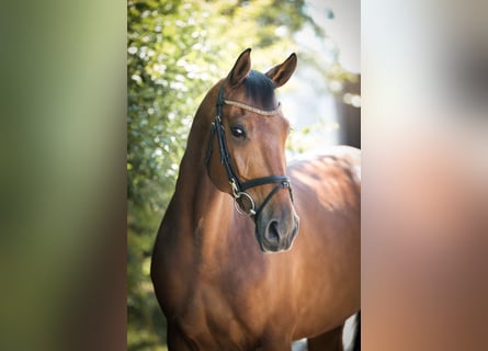 Duits sportpaard, Ruin, 8 Jaar, 172 cm, Bruin