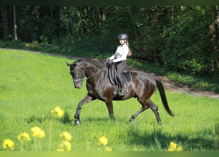 Duits sportpaard, Ruin, 8 Jaar, 175 cm, Zwart