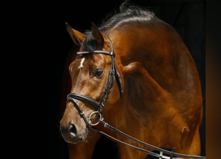 Duits sportpaard, Ruin, 8 Jaar, 178 cm, Donkerbruin