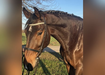 Duits sportpaard, Ruin, 8 Jaar, 185 cm, Donkerbruin