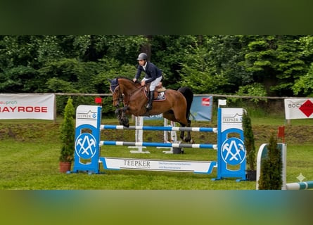 Duits sportpaard, Ruin, 8 Jaar, Bruin