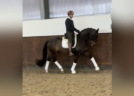 Duits sportpaard, Ruin, 9 Jaar, 168 cm, Bruin