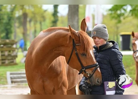 Deutsches Sportpferd, Wallach, 9 Jahre, 175 cm, Fuchs