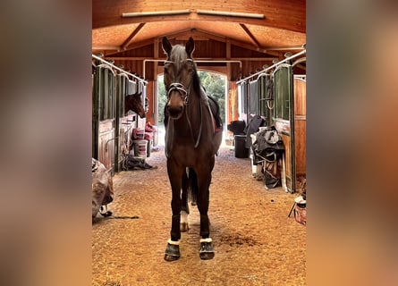 Duits sportpaard, Ruin, 9 Jaar, 178 cm, Bruin