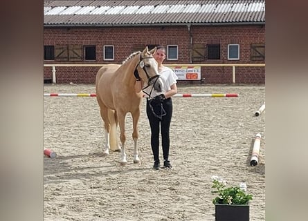 Duitse classic pony, Merrie, 4 Jaar, 147 cm, Palomino