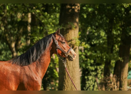Duitse classic pony, Ruin, 4 Jaar, 135 cm, Bruin