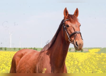 Duitse draver, Ruin, 14 Jaar, 160 cm, Donkerbruin