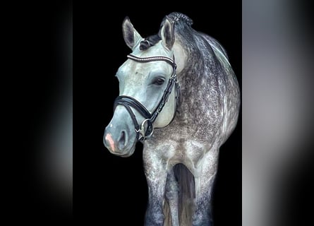 Duitse rijpony, Hengst, 10 Jaar, 147 cm, Appelschimmel