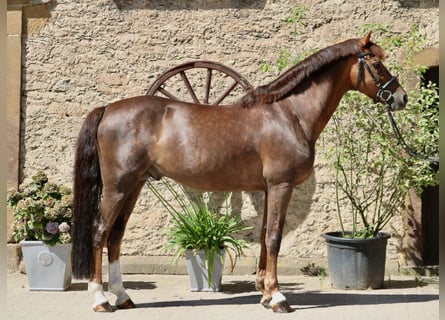 Duitse rijpony, Hengst, 11 Jaar, 148 cm, Donkere-vos