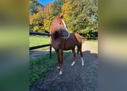 Duitse rijpony, Hengst, 1 Jaar, 148 cm