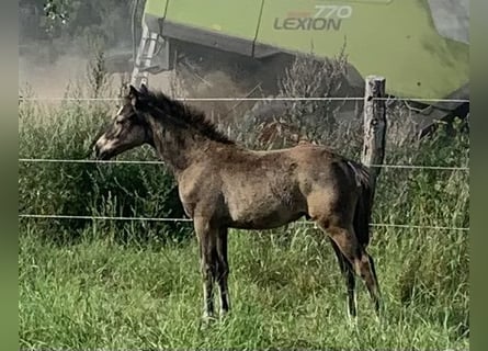 Duitse rijpony, Hengst, 1 Jaar, 148 cm