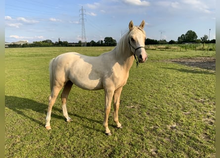 Duitse rijpony Mix, Hengst, 1 Jaar, 148 cm, Palomino