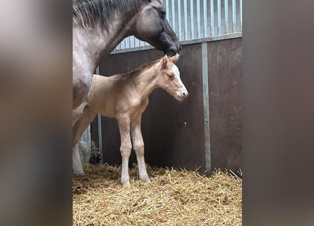 Duitse rijpony, Hengst, 1 Jaar, 148 cm, Red Dun