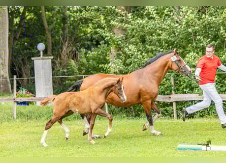 Duitse rijpony, Hengst, 1 Jaar, 148 cm, Vos