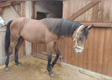 Duitse rijpony, Hengst, 1 Jaar, 150 cm, Schimmel