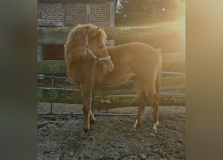 Duitse rijpony, Hengst, 1 Jaar, Donkere-vos