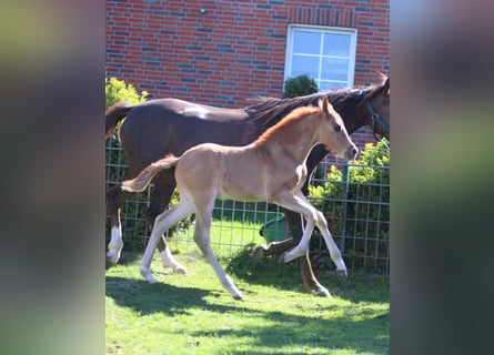Duitse rijpony, Hengst, 1 Jaar, Donkere-vos