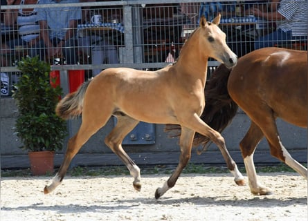 Duitse rijpony, Hengst, 1 Jaar