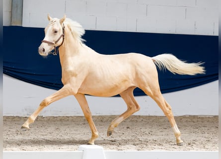 Duitse rijpony, Hengst, 1 Jaar, Palomino