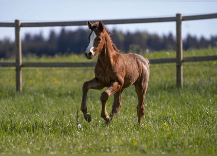 Duitse rijpony, Hengst, 1 Jaar, Rood schimmel