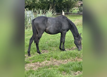 Duitse rijpony, Hengst, 1 Jaar, Schimmel
