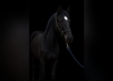 Duitse rijpony, Hengst, 1 Jaar, Zwart