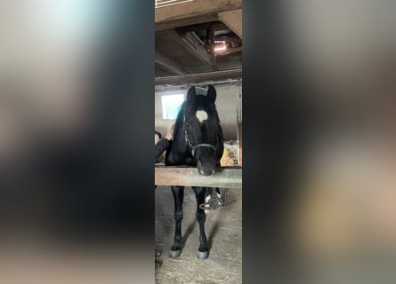 Duitse rijpony, Hengst, 20 Jaar, 152 cm, Zwart