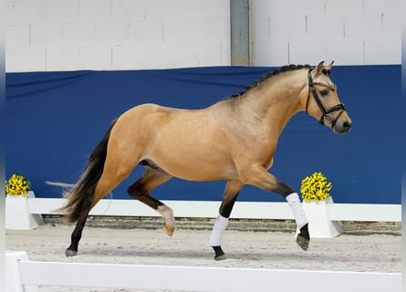 Duitse rijpony, Hengst, 2 Jaar, 142 cm, Falbe