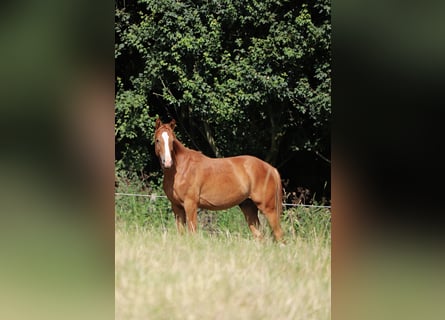 Duitse rijpony, Hengst, 2 Jaar, 142 cm, Vos