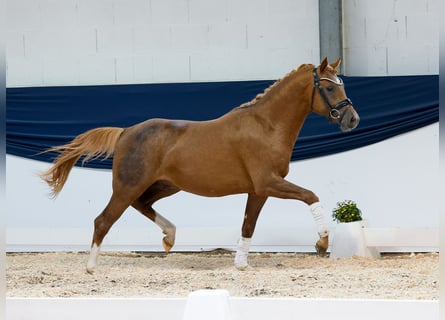 Duitse rijpony, Hengst, 2 Jaar, 143 cm, Vos