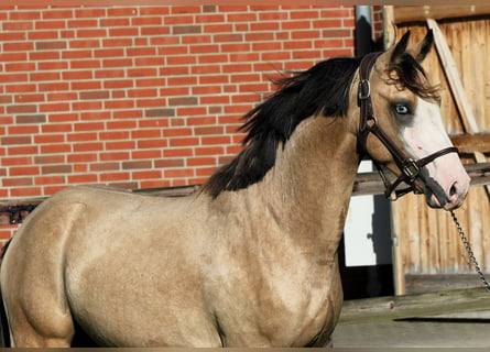 Duitse rijpony, Hengst, 2 Jaar, 145 cm, Buckskin