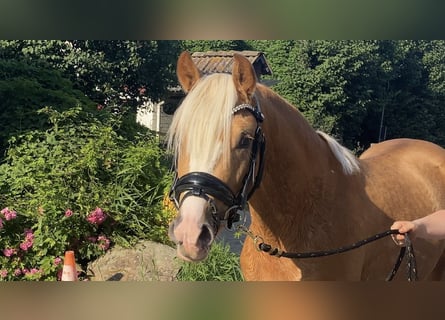 Duitse rijpony, Hengst, 2 Jaar, 145 cm, Palomino