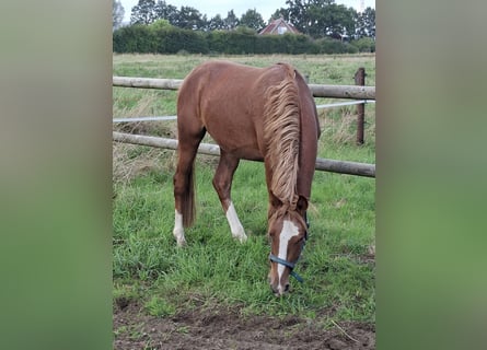 Duitse rijpony, Hengst, 2 Jaar, 145 cm, Roan-Red