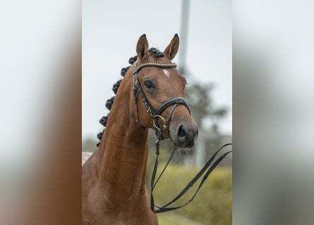 Deutsches Reitpony, Hengst, 2 Jahre, 146 cm, Brauner