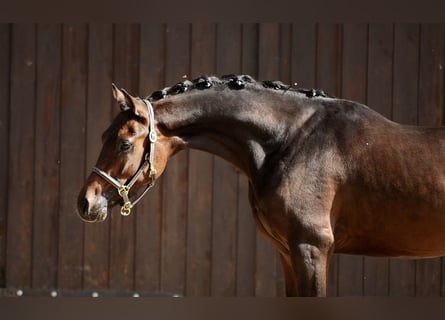 Duitse rijpony, Hengst, 2 Jaar, 146 cm, Donkerbruin