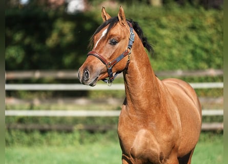 Duitse rijpony, Hengst, 2 Jaar, 146 cm, Falbe