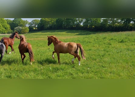 Duitse rijpony, Hengst, 2 Jaar, 146 cm, Vos