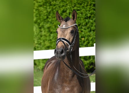 Deutsches Reitpony, Hengst, 2 Jahre, 147 cm, Buckskin