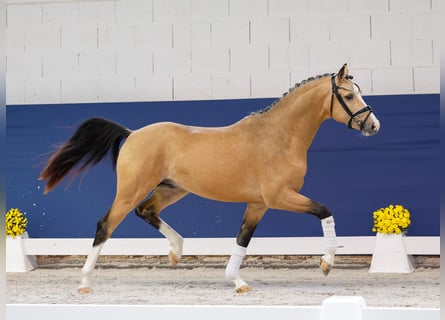 Duitse rijpony, Hengst, 2 Jaar, 147 cm, Falbe