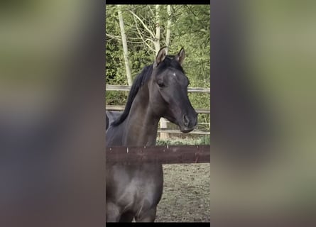 Duitse rijpony, Hengst, 2 Jaar, 147 cm, Grullo