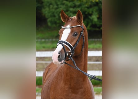 Duitse rijpony, Hengst, 2 Jaar, 147 cm, Vos