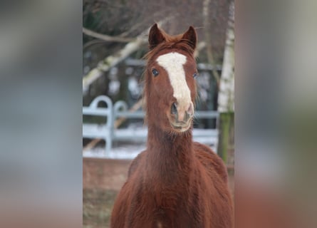 Duitse rijpony, Hengst, 2 Jaar, 147 cm, Vos