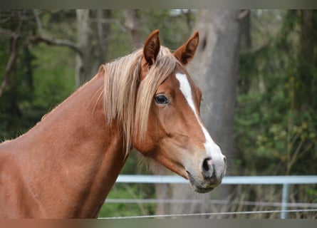 Duitse rijpony, Hengst, 2 Jaar, 148 cm, Vos