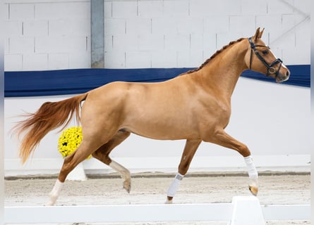 Duitse rijpony, Hengst, 2 Jaar, 149 cm, Falbe