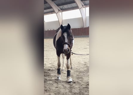 Duitse rijpony, Hengst, 2 Jaar, 150 cm, Gevlekt-paard