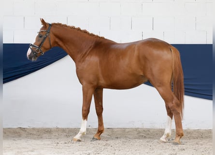 Duitse rijpony, Hengst, 2 Jaar, 156 cm, Vos