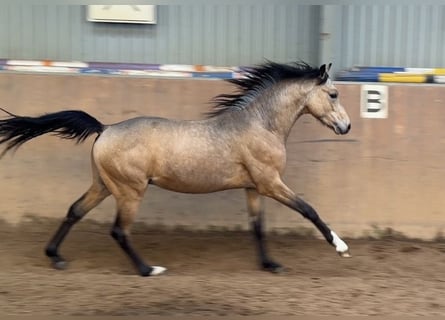 Duitse rijpony, Hengst, 2 Jaar, Buckskin